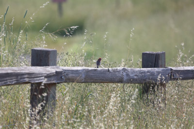 House Finch