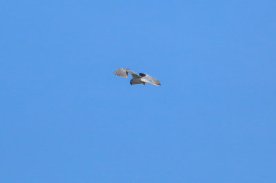 Black-shouldered Kite