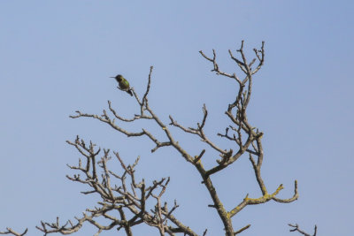 Anna's Hummingbird