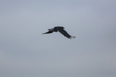 American Crow