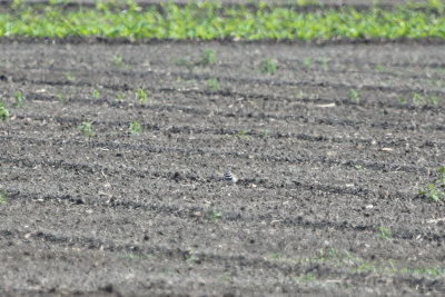 Killdeer