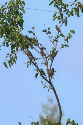 Cedar Waxwings