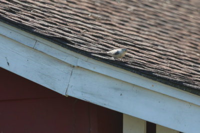 White-breasted Nuthatch