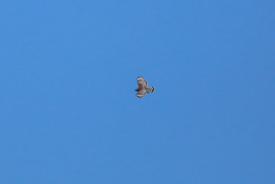 Red-shouldered Hawk