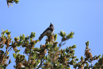 Black Phoebe