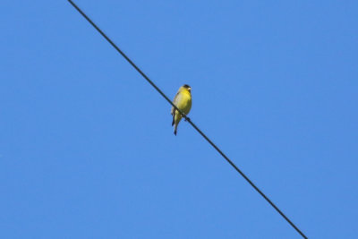 Lesser Goldfinch