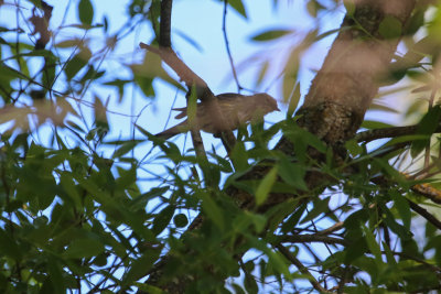 Yellow-Rumped Warbler