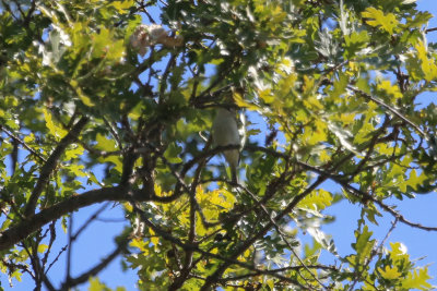 Warbling Vireo