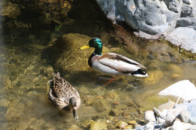 Mallards