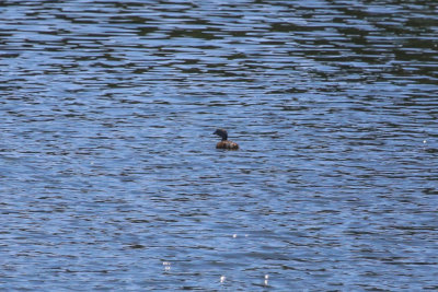 Pied-billed Grebe