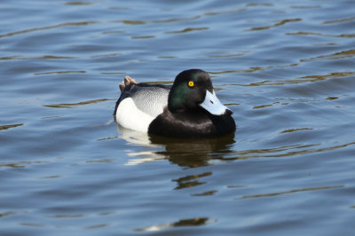 Greater Scaup