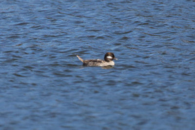 Bufflehead