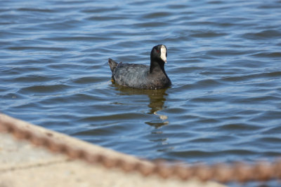 American Coot