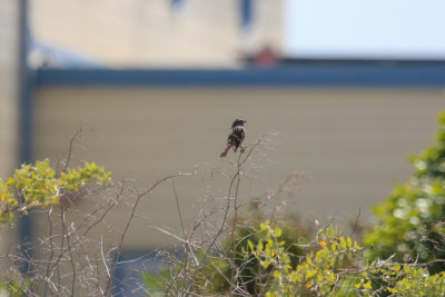 Song Sparrow