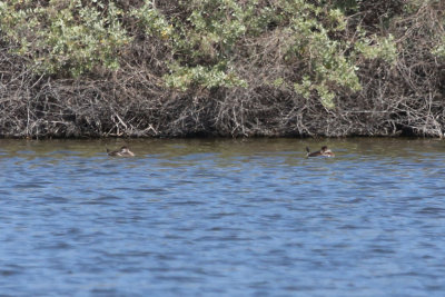 Ruddy Ducks