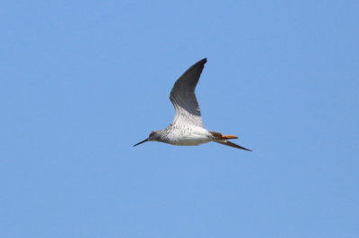 Greater Yellowlegs