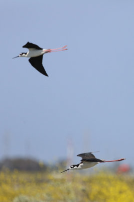 Black-necked Stilts