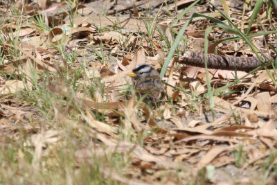 White-crowned Sparrow