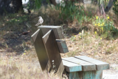 Northern Mockingbird