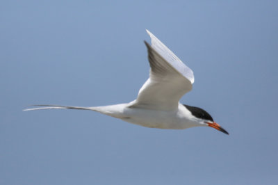 Forster's Tern