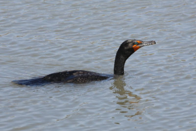Double-crested Cormorant in full alternate plumage