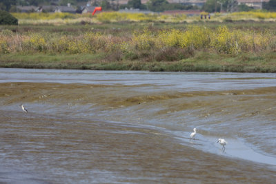 Black-crowned Night-Heron (left) and Snowy Egrets