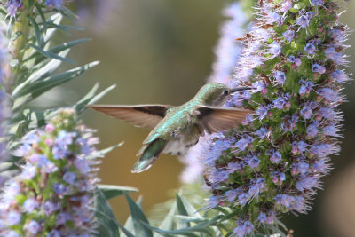 Anna's Hummingbird