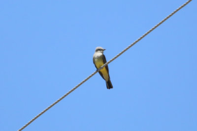 Western Kingbird