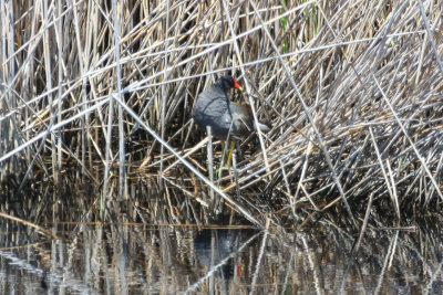 Common Gallinule
