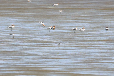Semipalmated Plover (center)