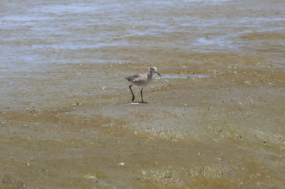 Willet
