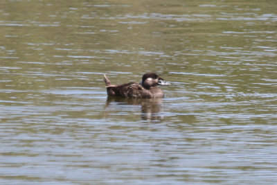 Surf Scoter (Shoreline Lake)