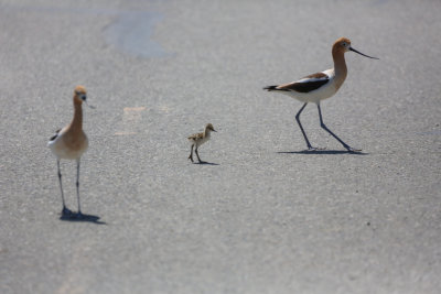 American Avocet family
