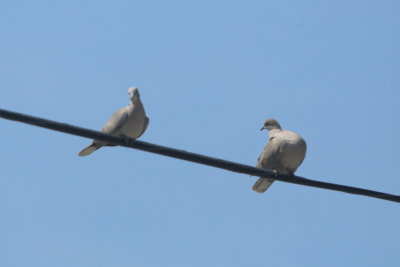 Eurasian Collared Doves