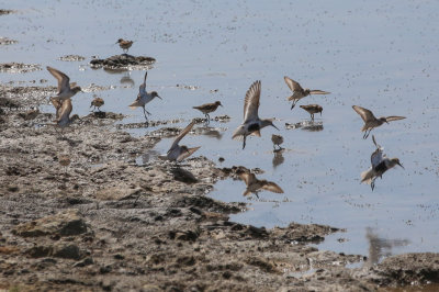 Dunlin (center)