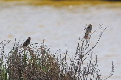 Savannah Sparrows with food for young