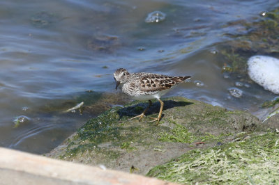 Least Sandpiper