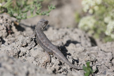 Western Fence Lizard