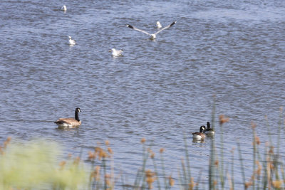 Canada Goose and Cackling Geese