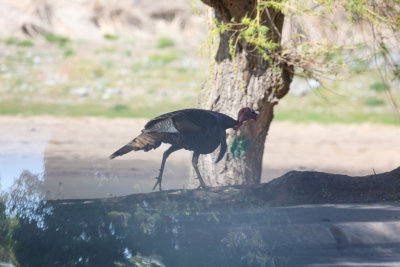 Wild Turkey