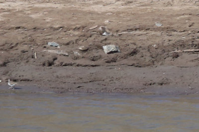 Spotted Sandpiper (far left)