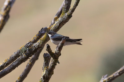 Tree Swallow