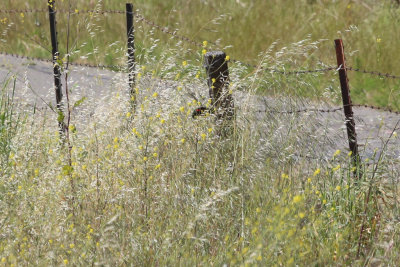 Red-winged Blackbird