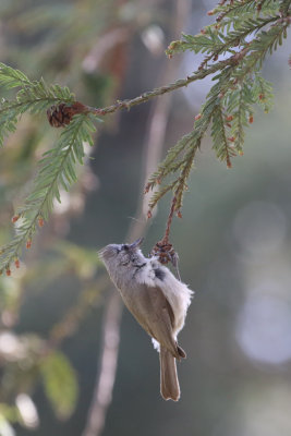 Oak Titmouse