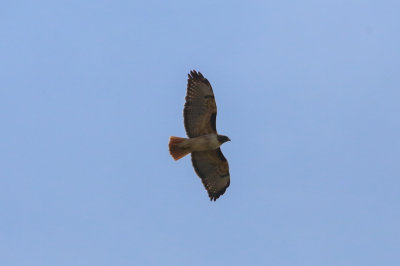 Red-tailed Hawk