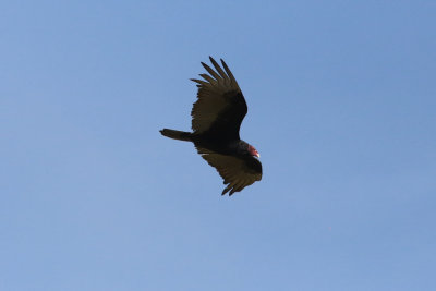 Turkey Vulture