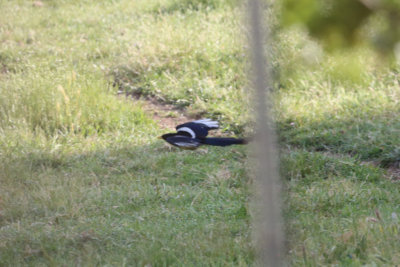 Yellow-billed Magpie
