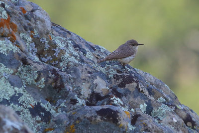 Rock Wren