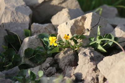 Yellow Violets