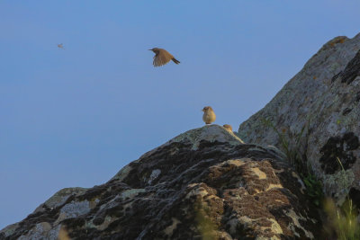 Rock Wren feeding young